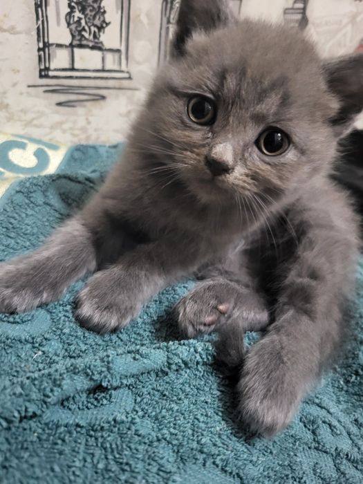 Хлопчик британець