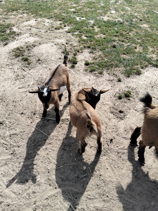 Vendo cabras anãs
