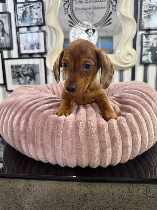 Teckel femea fantastica