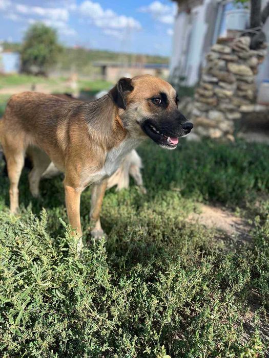 Отдам в хорошие руки