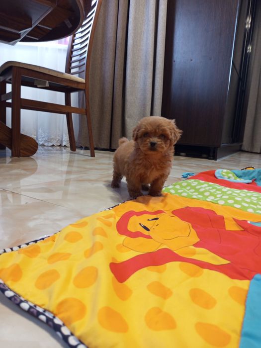 Мальтіпу хлопчик