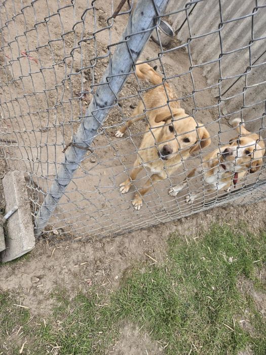 Oddam psa 10 miesięcy