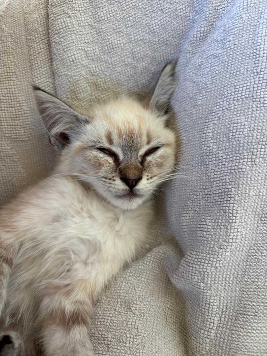 Gatinha amorosa para doação.