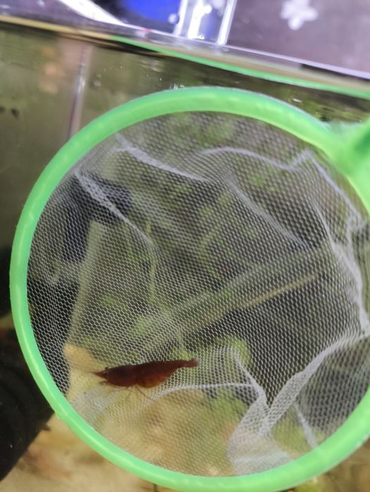 Neocaridina Red davidi