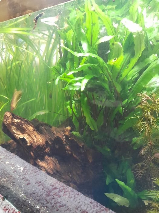 Акваріумні рослини