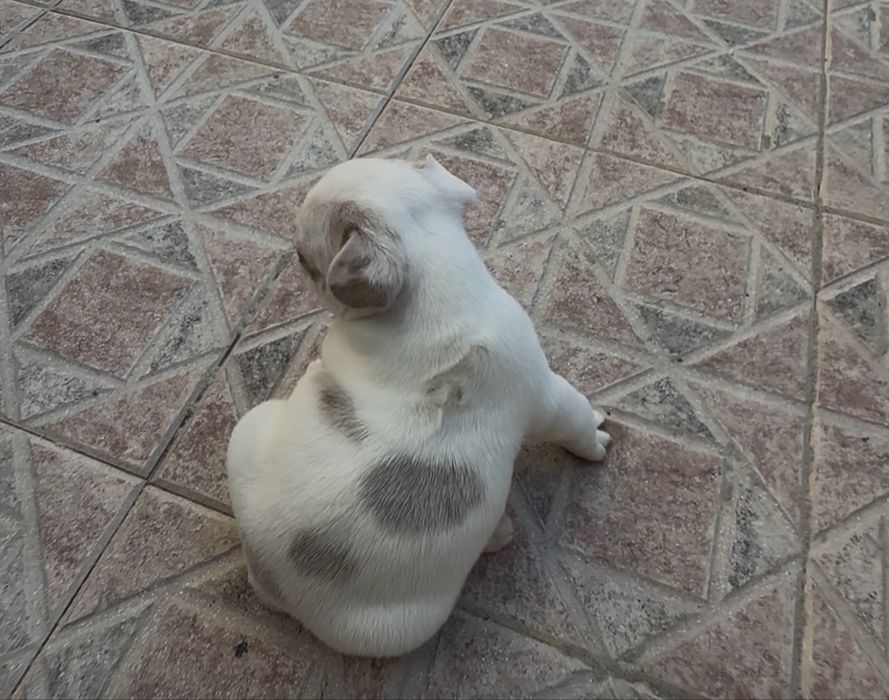Menino buldog blue pied