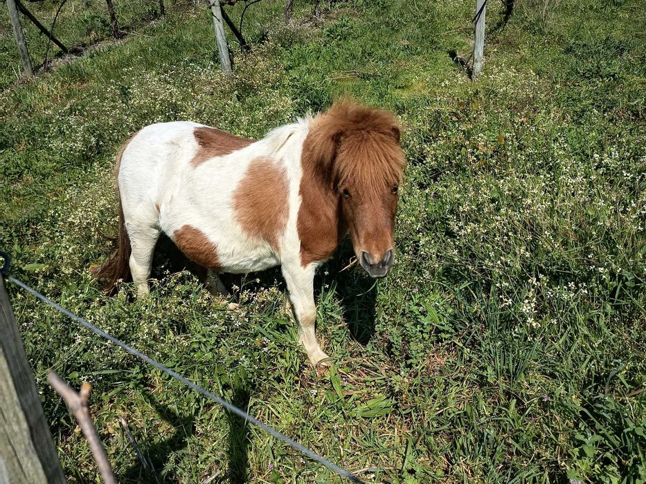 Ponei fêmea (duas)