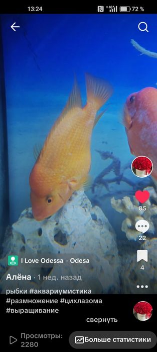 Продам рыбок цихлозома