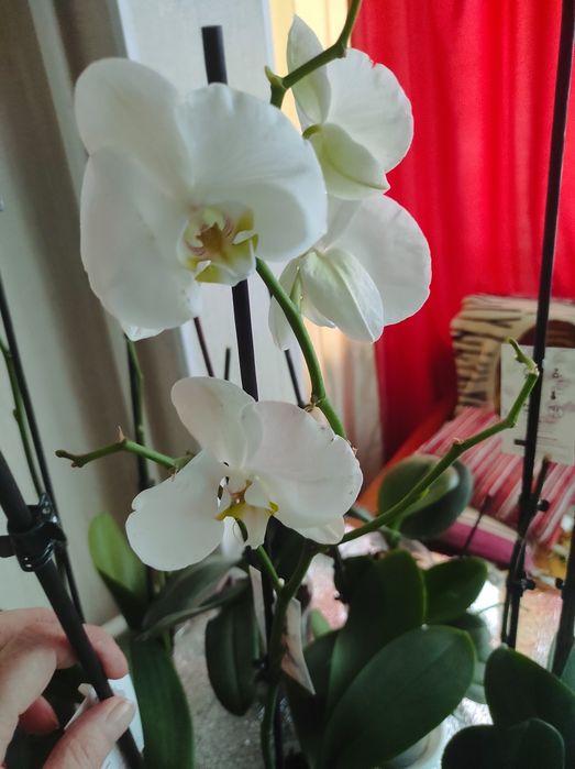 Орхидеи отцветашки сортовые