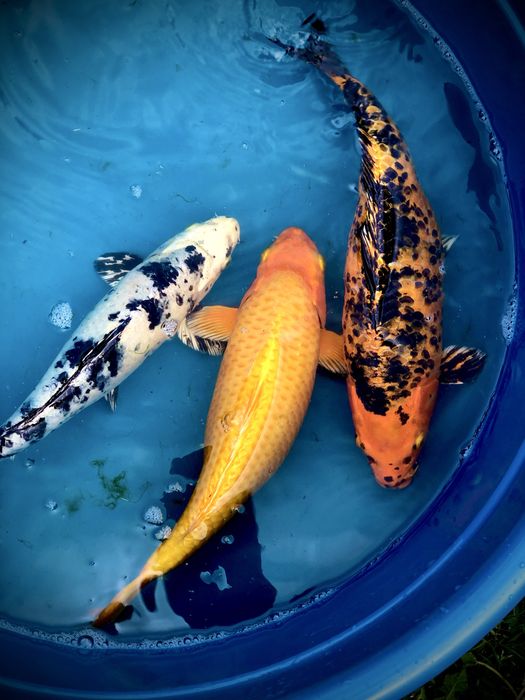 Продам Карпа Коі