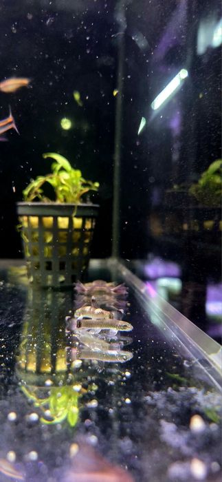 Garra flavatra/ garra panda