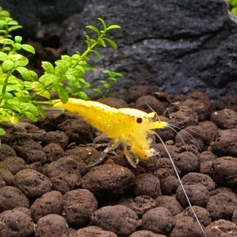 Krewetki Neocaridina neon yellow