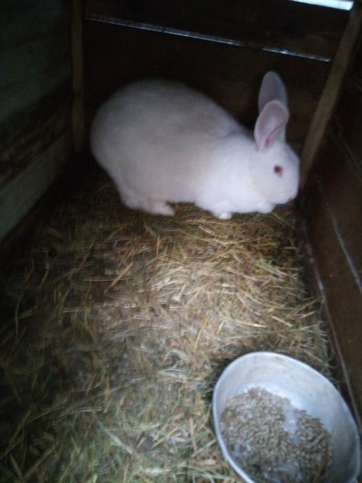 Кролі,кроленята, кролиці