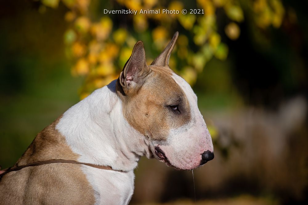 Питомник Blow Century UA