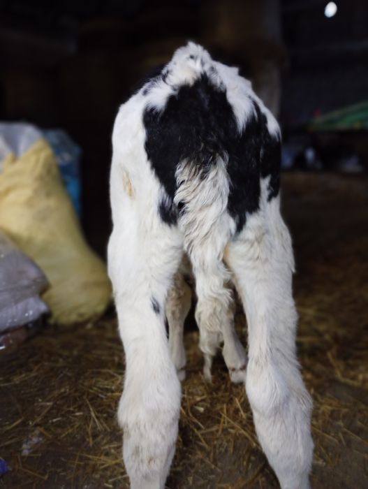 Sprzedam byczka mieszańca Ho/SM