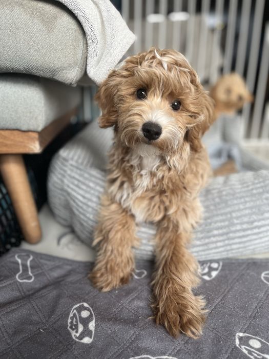 Maltipoo – piesek Aron, wychowywany w domu, gotowy do odbioru