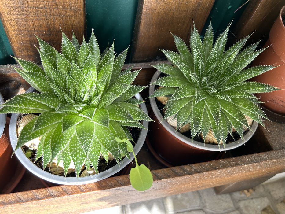 Vendo suculentas muito bonitas.