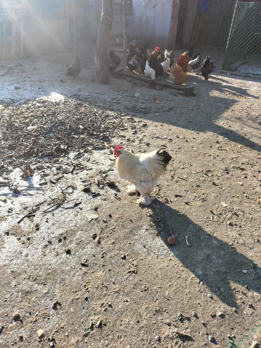 Sprzedam koguty ozdobne