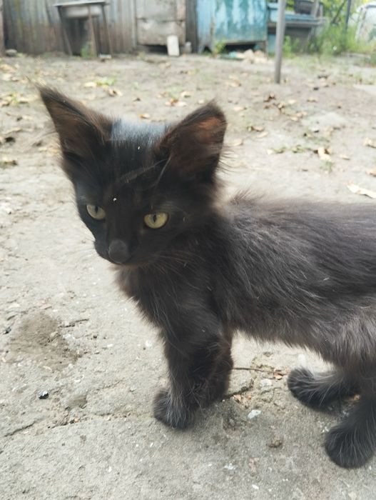 Отдам котят бесплатно