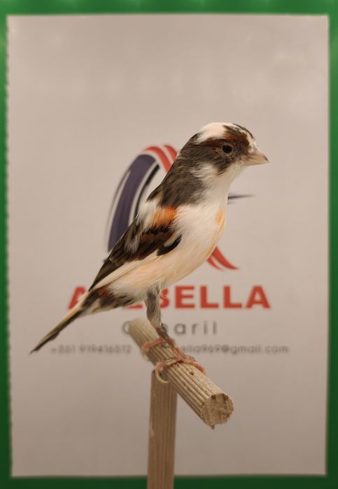 Canários arlequim português