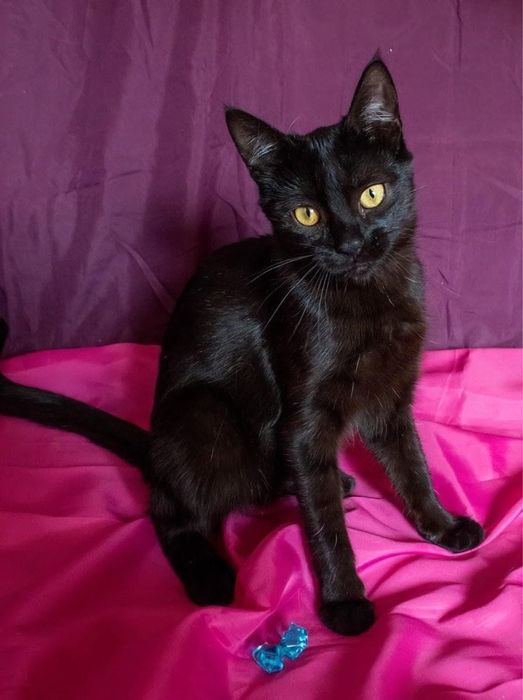 Гарна чорна киця в добрі руки!