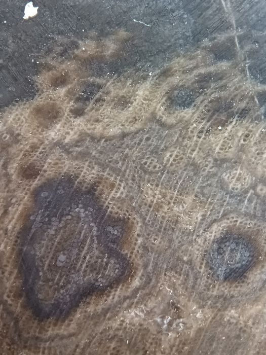 Skamieniale drzewo z Gor Kaczawskich.