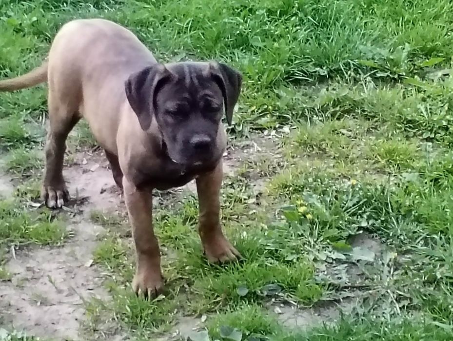Cane Corso Sunia