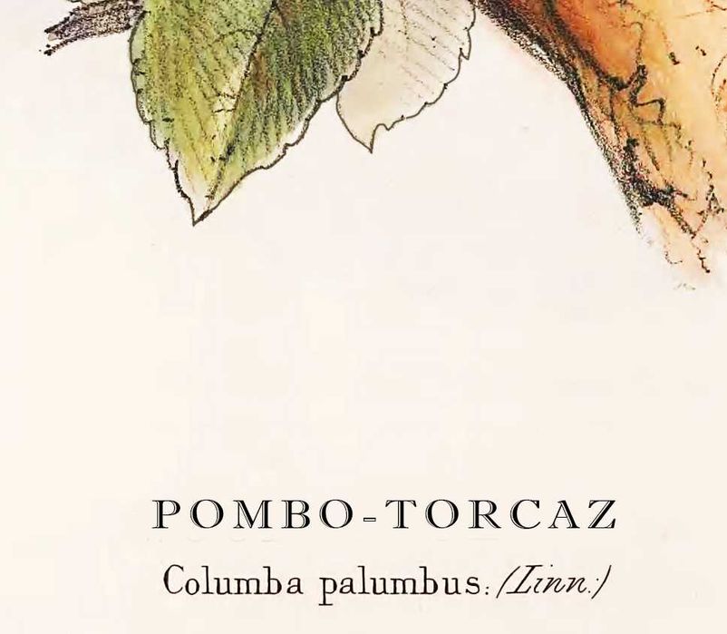 Quadro, Aves de Portugal, Pombo-torcaz