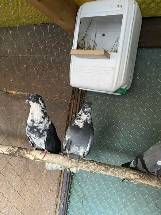 Продам голубиї кури