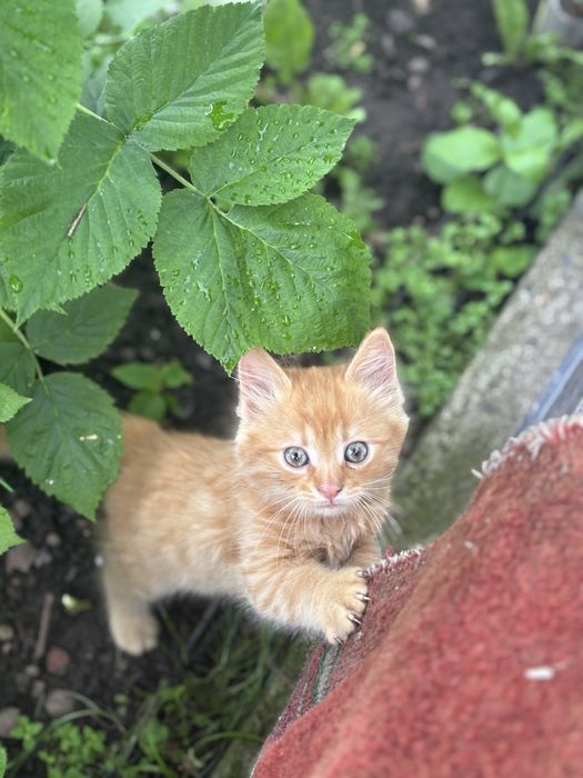 Віддам кошенят у добрі руки