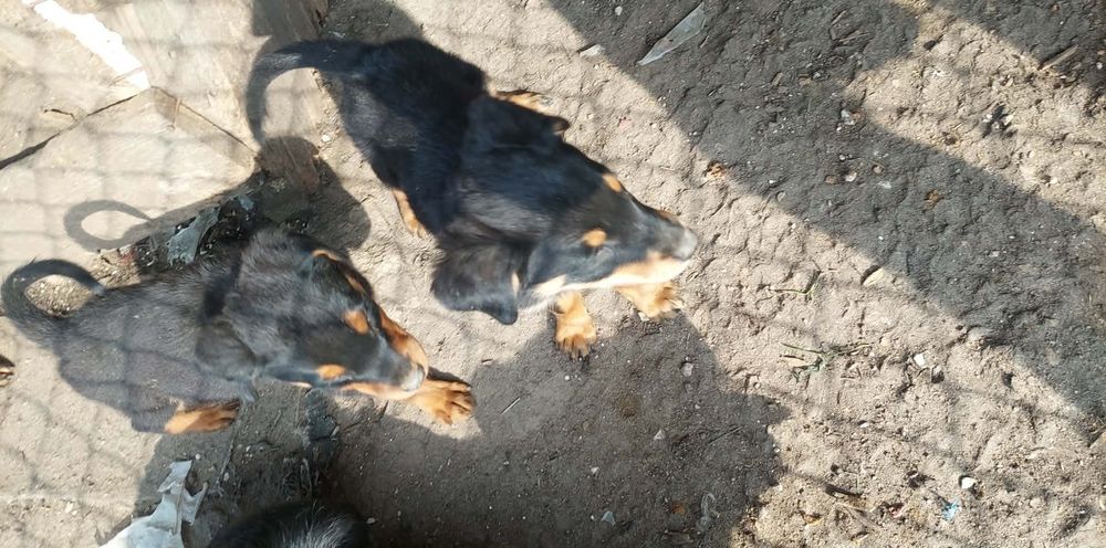 Oddam w dobre ręce