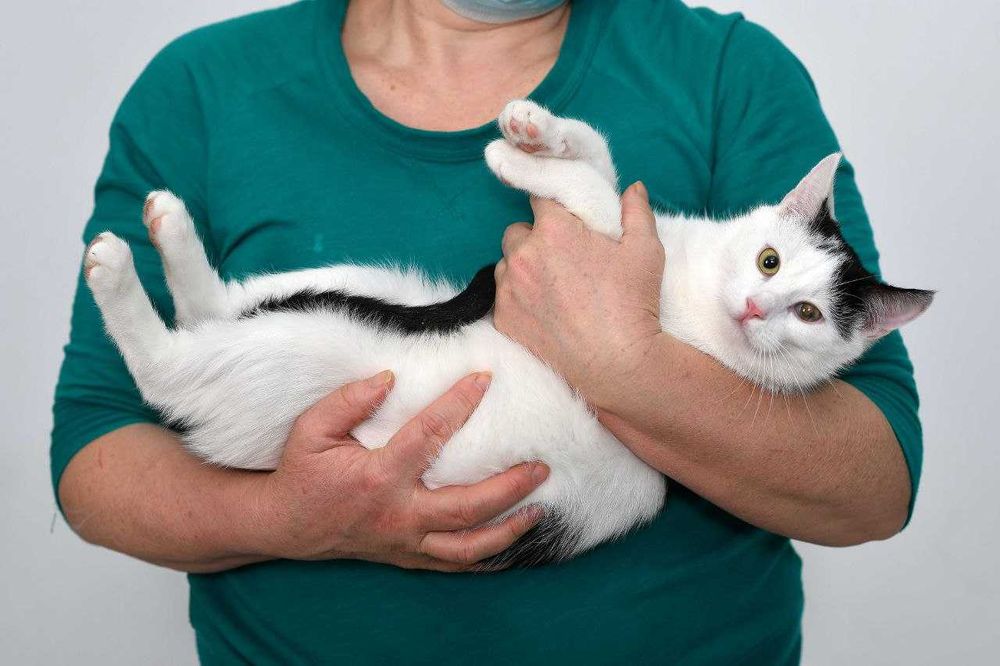 Кошеня хлопчик, безкоштовно.