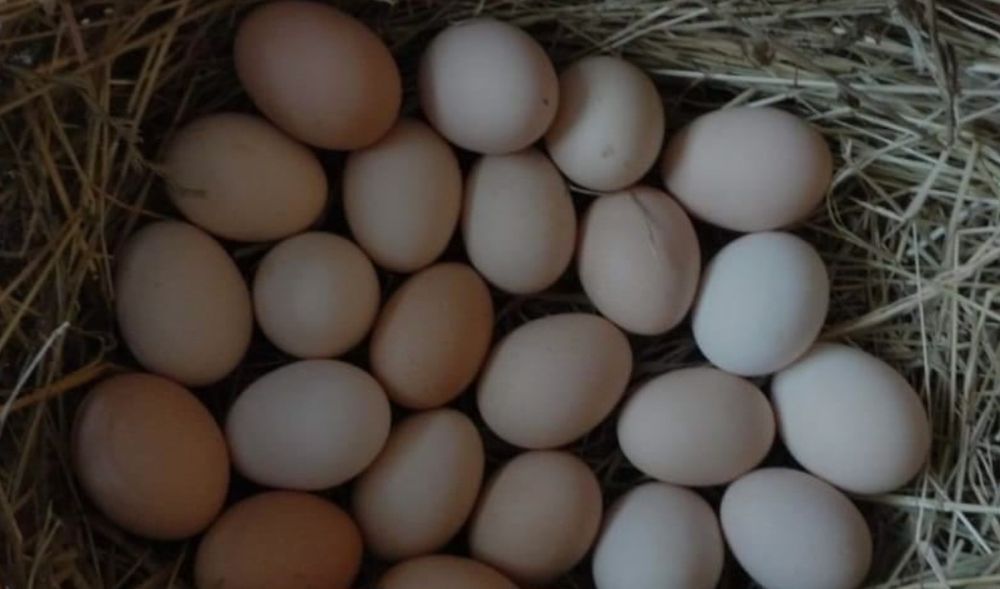 Wiejskie jajka z wolnego wybiegu