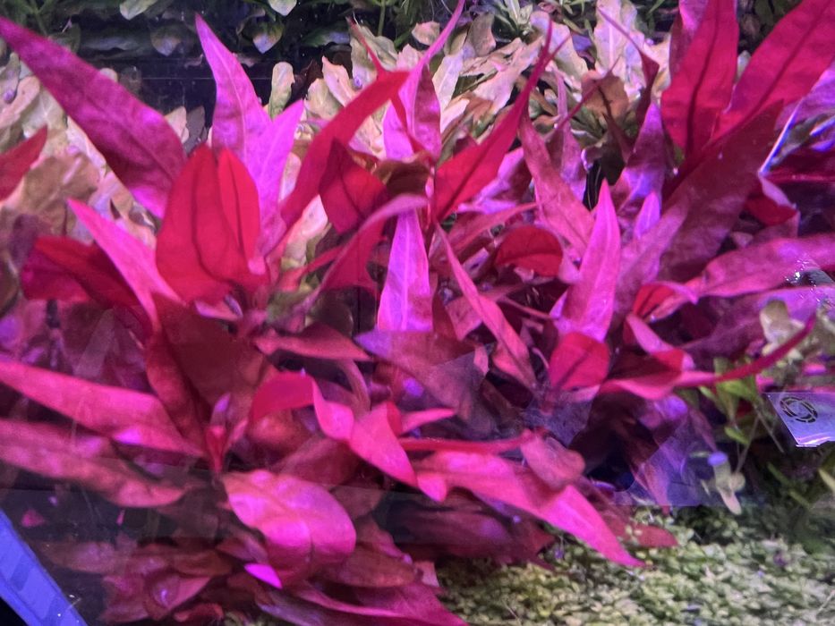 Alternanthera reineckii mini- sadzonka ok 4-6 cm