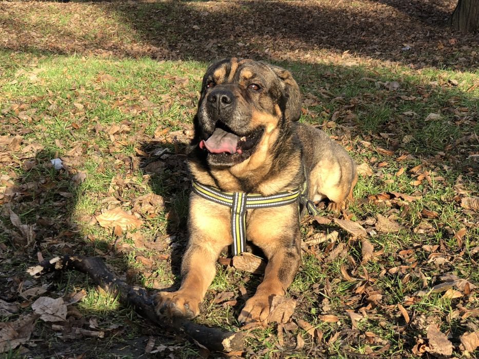 Suczka podobna do Shar pei szuka domu