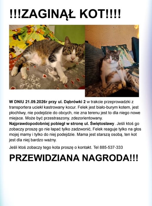 Zaginął kot, przewidziana nagroda