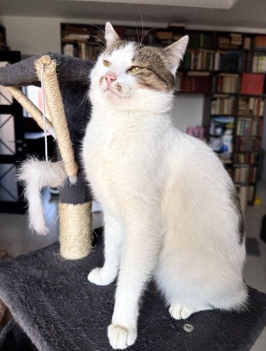 Фунтік. Дуже класний дуже ласкавий котик