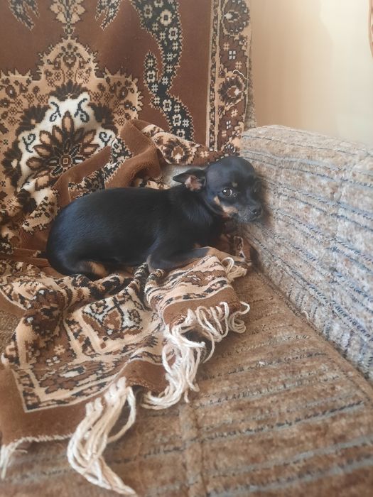 Шукаєм хлопчика Тойтерєра для вязки