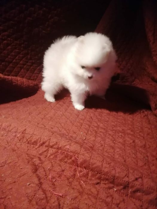 Spitz anão lulu da pomerania  macho