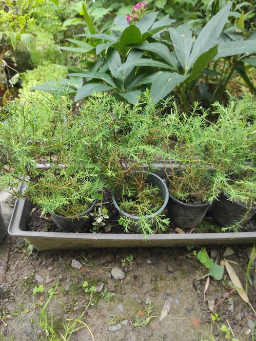 Хвойні рослини . Туя. Туєвик. Кипарисовик