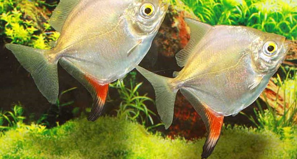 Myloplus rubripinnis - Myleus - XL - dowóz, wysyłka