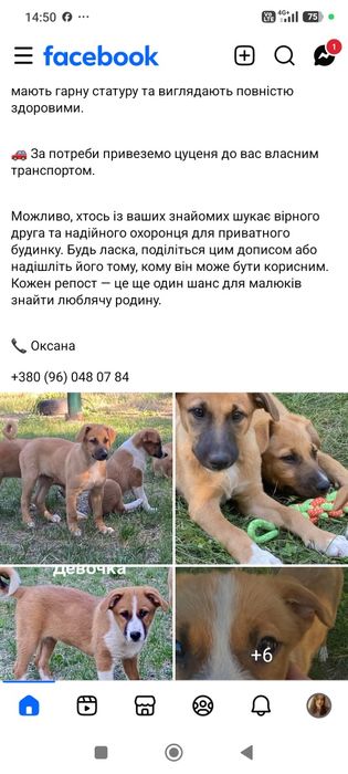 Щенки мальчик и девочки бесплатно. Щенок даром. Пёс. Собака.