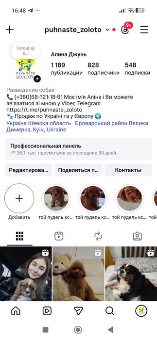 Пудель Киев ред браун red brown