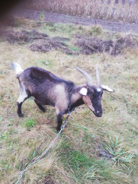 Дуже чудові кізоньки