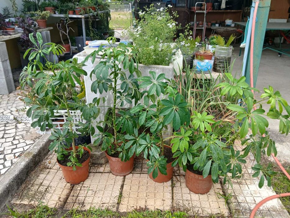 Planta Schefflera, altura 1m