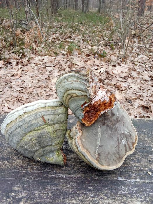 Białoporek, pniarek, czaga Brzozowa