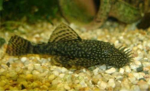 Vendo peixes Ancistrus comun