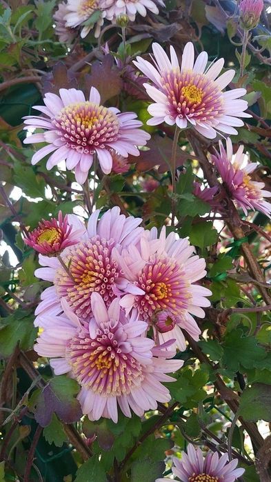 Високорослі хризантеми.