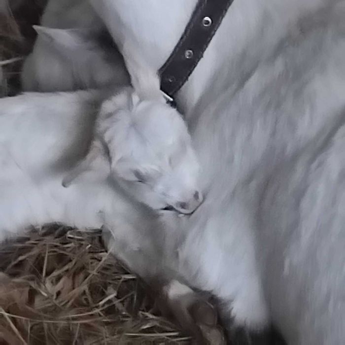 кізочки вік 2 місяці