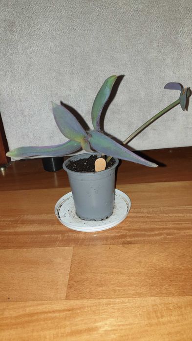 Setkrezja purpurowa, często kwitnie, pięknie wybarwia się w słońcu